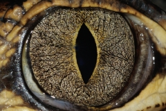 Reptilienzoo Rheinberg