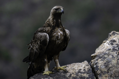 Extremadura-Spanien-13