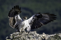 Extremadura-Spanien-16