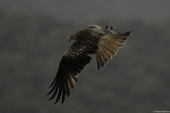 Extremadura-Spanien