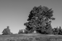 Westruper Heide