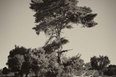 Westruper Heide