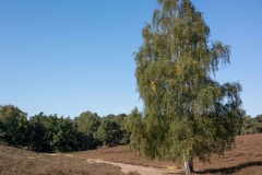 Westruper Heide
