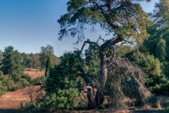 Westruper Heide