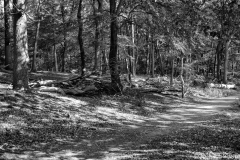 20Westruper Heide