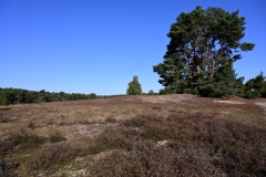 Westruper Heide