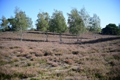 Westruper Heide