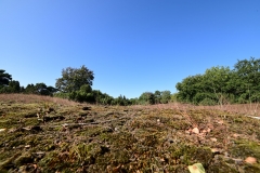 Westruper Heide