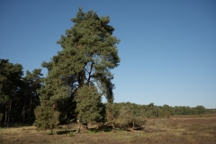 Westruper Heide
