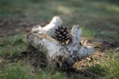 Westruper Heide