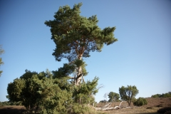 Westruper Heide