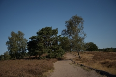 Westruper Heide