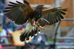 Wildpark Frankenhof
