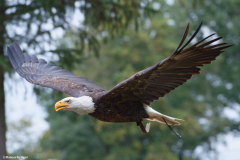 Wildpark Frankenhof