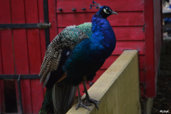 Wildpark Frankenhof