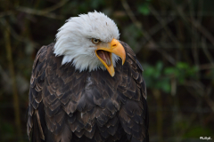 Wildpark Frankenhof