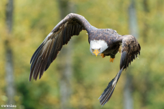 Wildpark Frankenhof