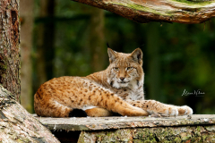 Wildpark Frankenhof
