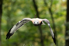 Wildpark Frankenhof