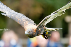 Wildpark Frankenhof
