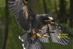 Wildpark Frankenhof