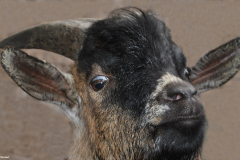 Wildpark Frankenhof