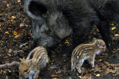 Wildpark Frankenhof