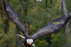 Wildpark Frankenhof