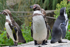 Zoo Krefeld