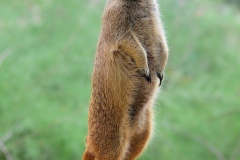 Zoo Krefeld