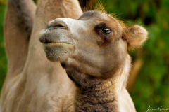 Zoo Krefeld